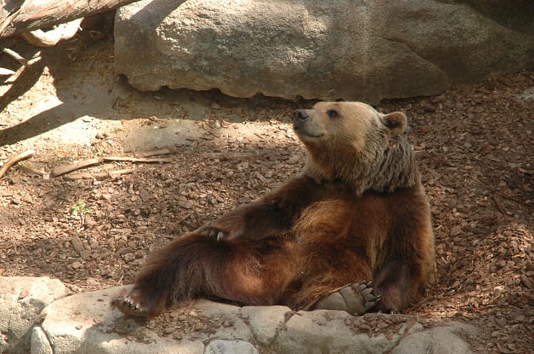 Things to do in Barcelona Spain Full Time Explorer Zoo Bear