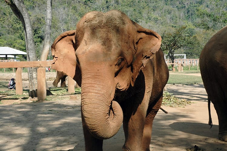 A young elephant wiggles its ears as I take a photo