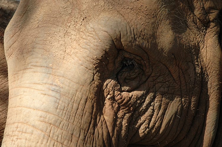 A closeup of an elephants soulful eyes