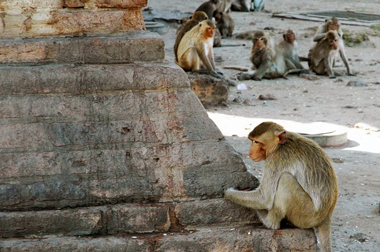 A monkey sits in a temple in Lopburi, Thailand