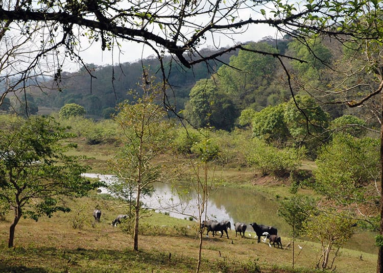 Water buffalo swim in a river inside the Periyar Tiger Reserve in India