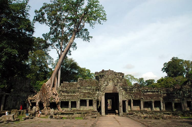 A tall tree hovers over the temple while its roots grow over the stone