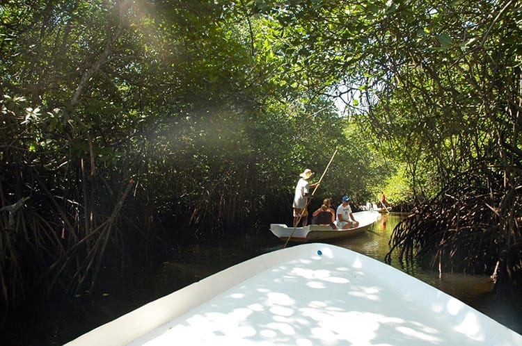 Taking a boat tour in the Mangroves behind Mangrove Beach in Nusa Lembongan