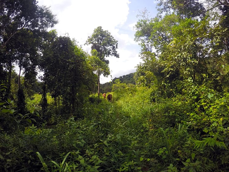 Two elephants walk in the distance through the high grasses in the Mondulkiri Elephant Sanctuary 