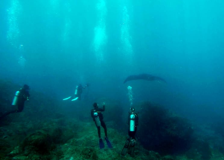 Several divers watch a manta ray from a distance under water
