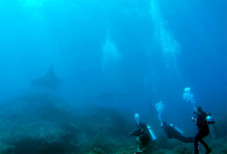 Three divers watch manta rays in Bali