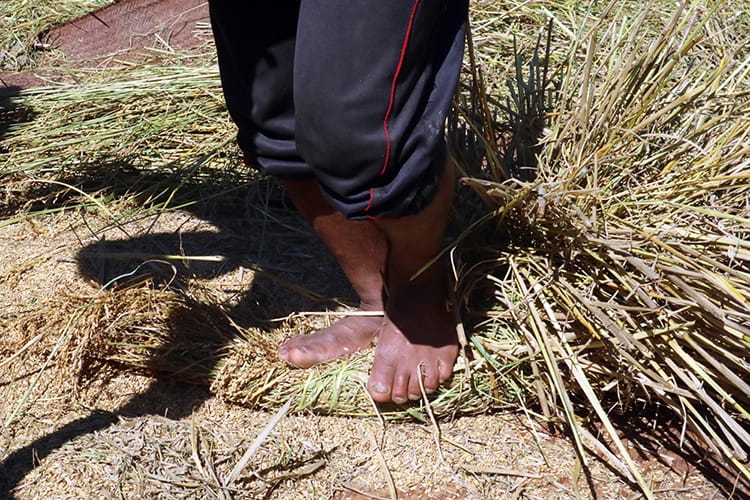 A man uses his feet to separate grains from the plant by stepping on them and twisting them