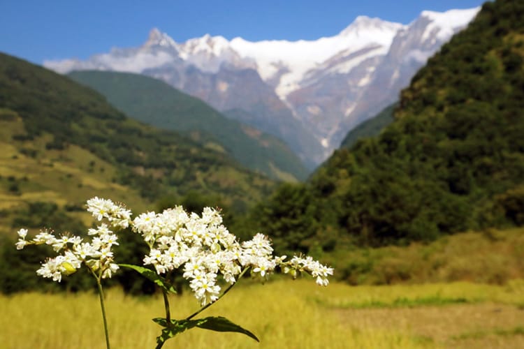 Flowers growing in front of the Annapurna Range on a sunny day in October