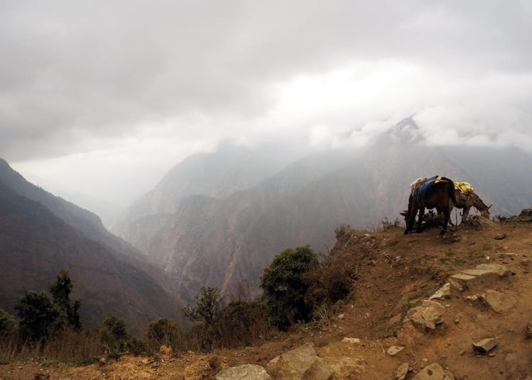 Mules stand on a hill as clouds roll in in the evening in Paiya