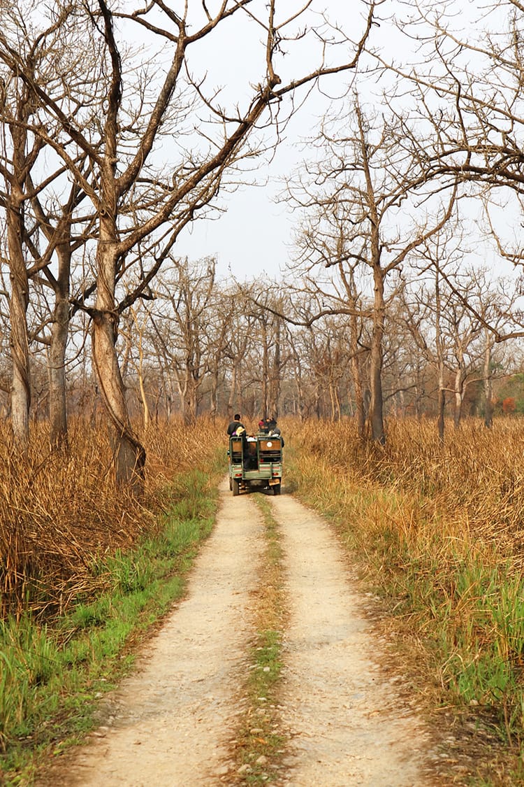 A jeep drives through Chitwan National Park in the winter