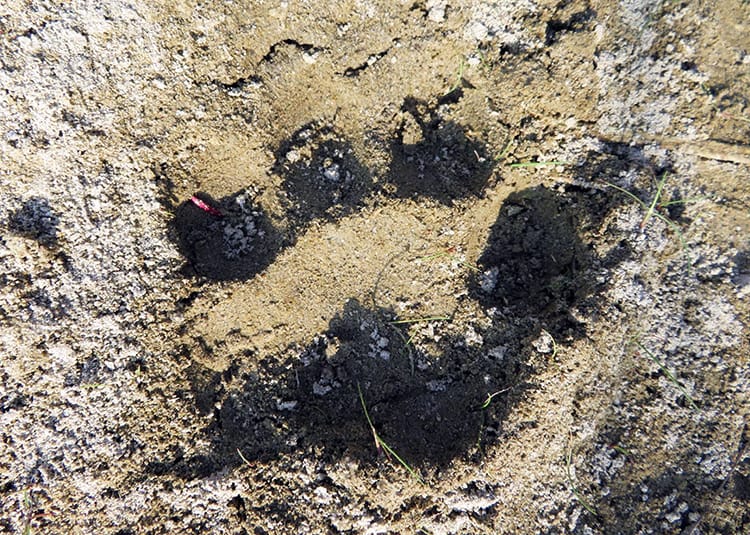 A large tiger paw print in the mud