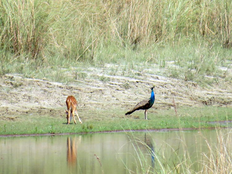 A spotted deer and a peacock stand next to each other and the peacock is larger