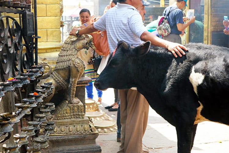 A man pets a cow at a temple in Kathmandu