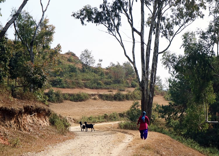A woman takes her goats to graze along the quiet dirt road