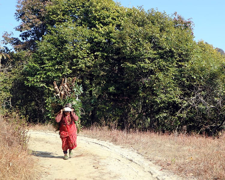 A woman carries a bundle of logs and sticks to her house to use for making a fire to cook over