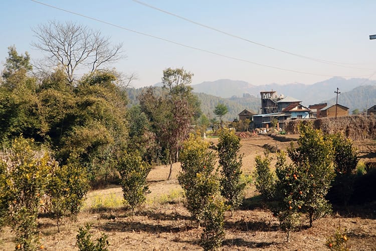 Orange trees on a farm on the Kathmandu Valley Trek