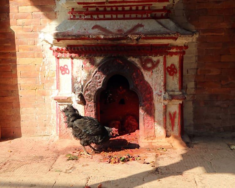 A chicken eats temple offerings in a Hindu temple
