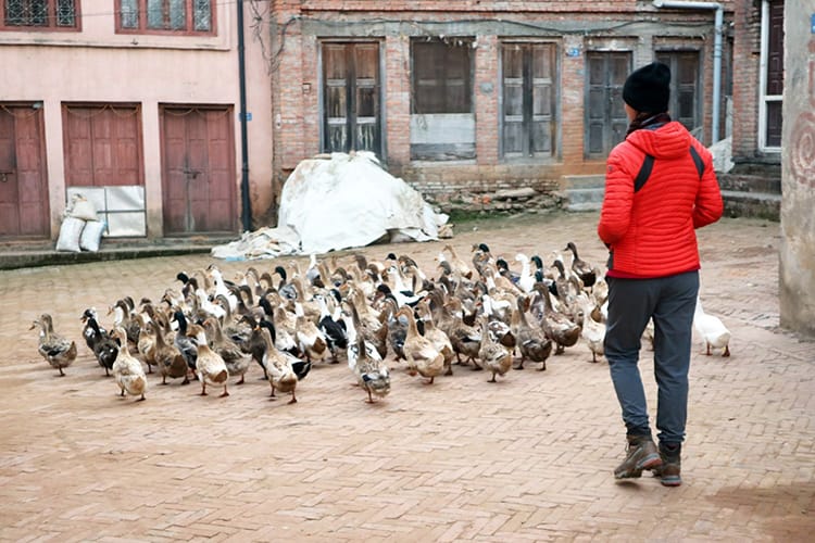A woman follows a herd of ducks that are headed home at sunset in Panauti