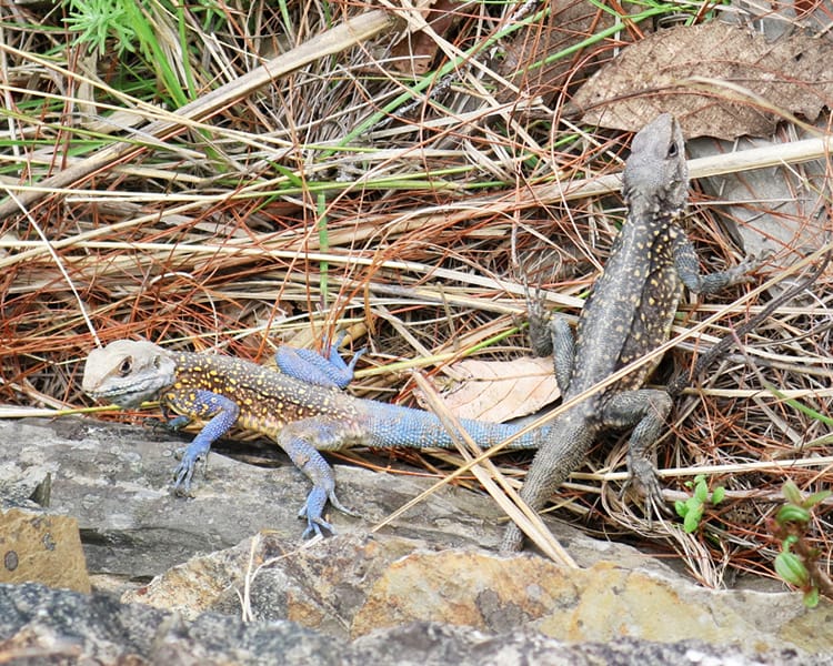 Two small lizards along the hiking route