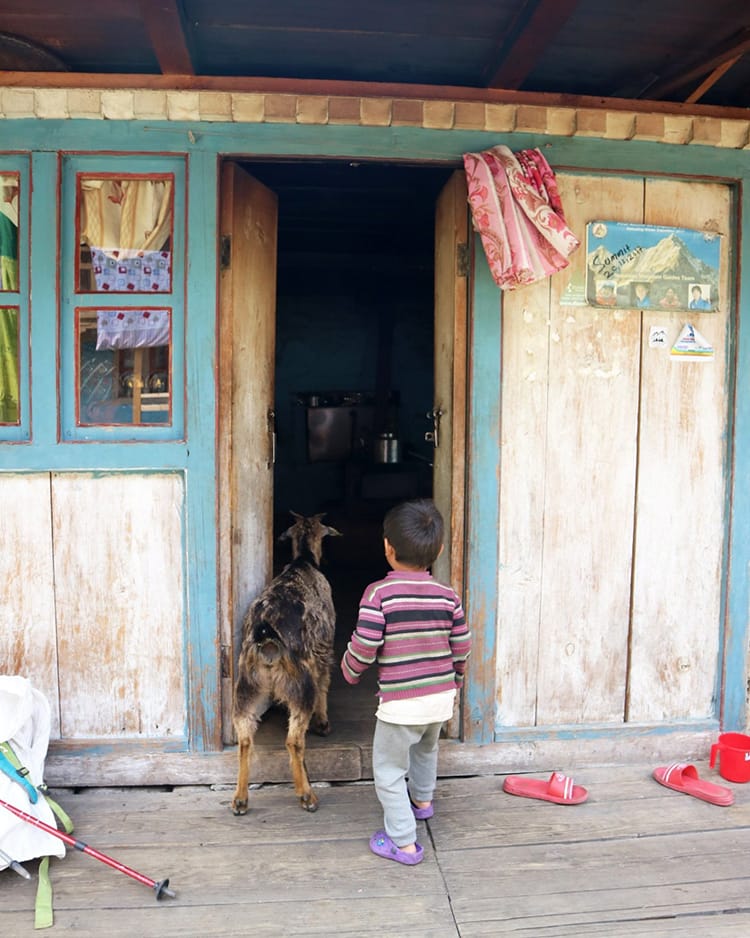 A boy and his goat sneak a peak in the kitchen of the teahouse in Dongang