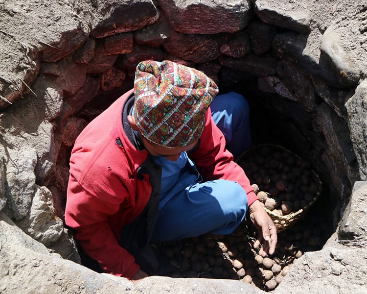 A man retrieves potatos from an outdoor cellar that acts as a refridgerator