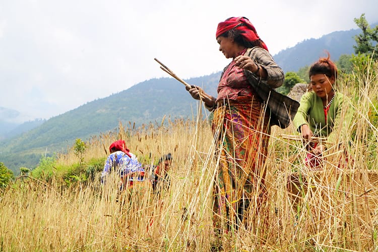 Women harvest grains by using two dowel rods to remove the tops of the plants