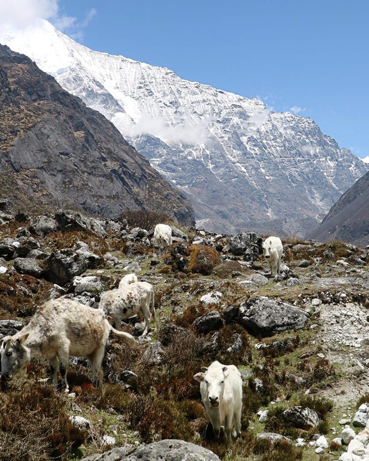 A herd of white cows blend in with rocks in Rolwaling Valley