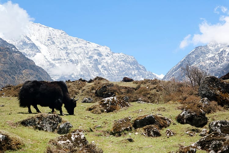A yak in Nepal grazes in a field with the Himalaya as it's backdrop
