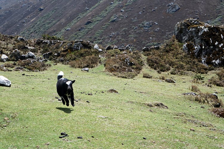 A baby yak runs through a field in Nepal