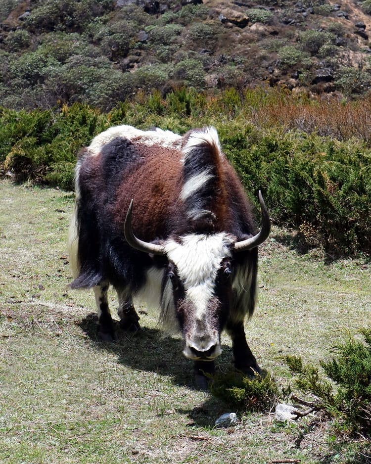 A yak grazing up close