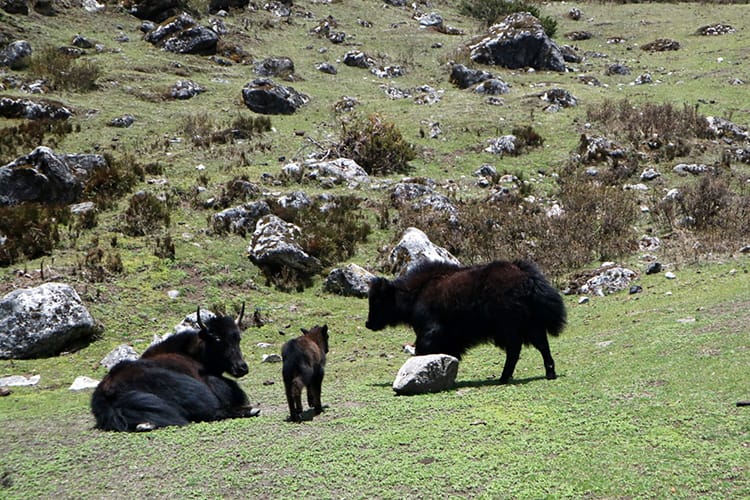 A mommy, daddy, and baby yak sit together in Rolwaling Valley