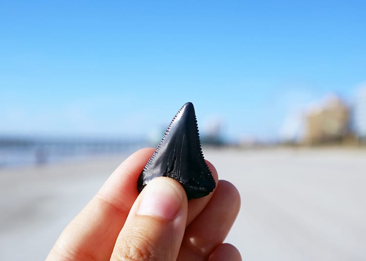 Michelle Della Giovanna from Full Time Explorer holds up a sharkvtooth bigger than her thumb nail