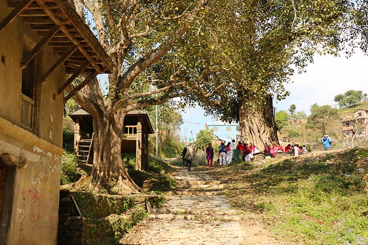 Children sit under a large Chautari tree on a school field trip