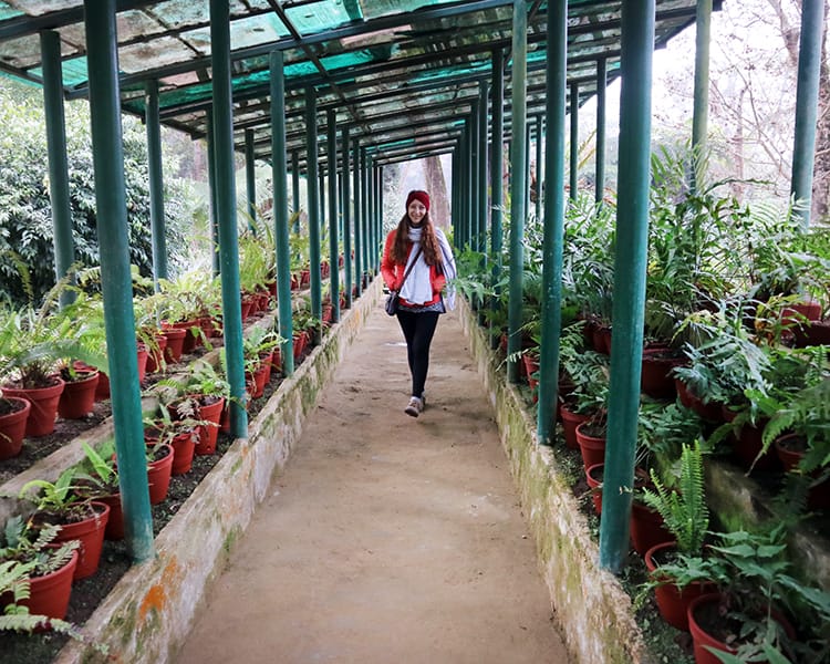 Michelle Della Giovanna from Full Time Explorer walks through the fern garden in Godawari Botanical Garden