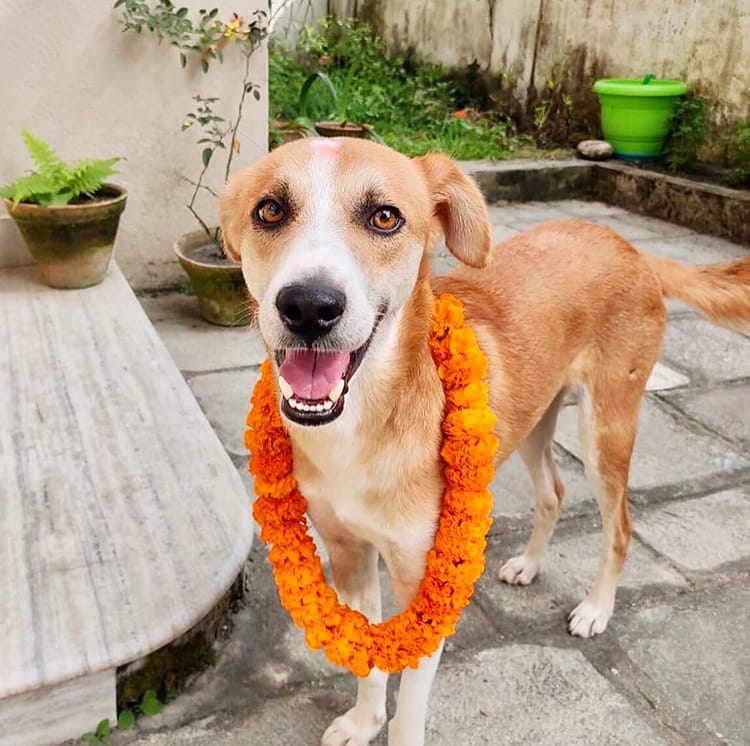 A rescue dog smiles while wearing a mala and tikka on Kukur Tihar in Nepal