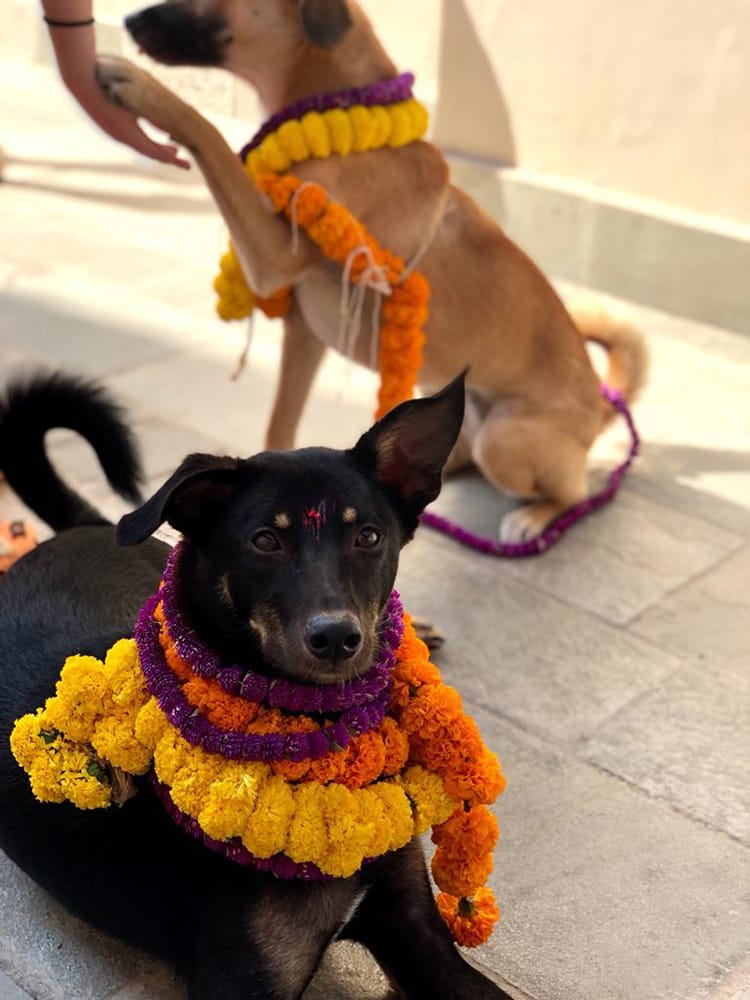 Two rescue dogs wear mandala during Kukur Tihar
