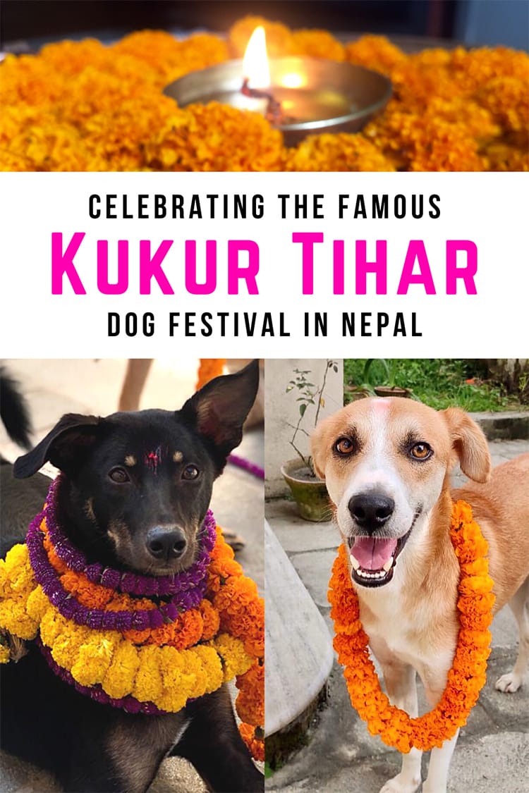 Kukur Tihar has become famous world wide for it's celebration of dogs in Nepal. Here's how to celebrate whether you're in Nepal or home | Full Time Explorer | Dog Festival | World Holidays | Nepali Culture | Nepalese Traditions | Tihar Festival | Hindu Festival | Dog Lovers | Dog Day | Cute Dogs | Dog Holiday | Pet Celebration