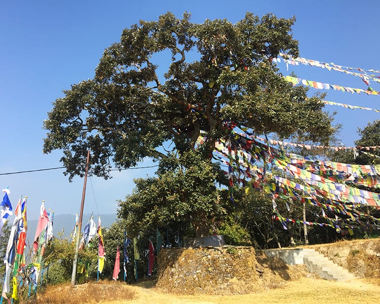 A chautari tree outside of Nagi Gompa decorated with hundreds of prayer flags