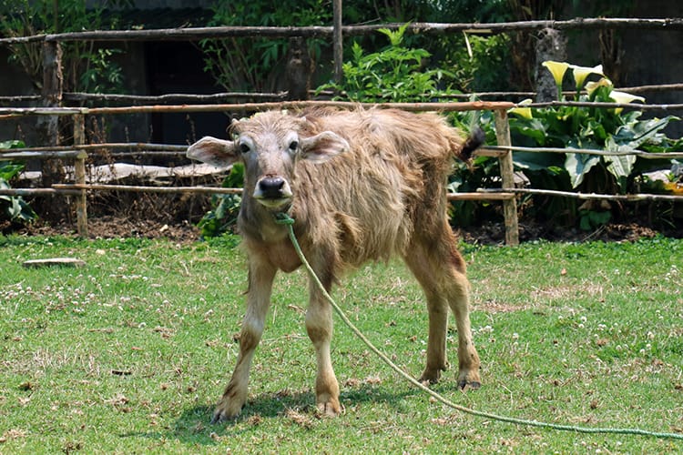A baby cow stands in a field in front of a teahouse along the Mardi Himal Trek