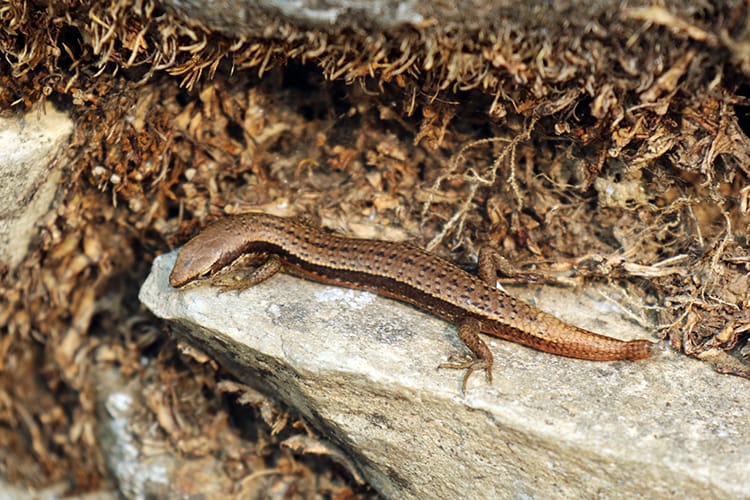 A small lizard along the trekking route