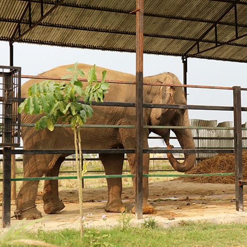 ethical elephant safari in chitwan