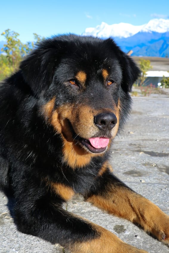 A Tibetan Mastiff who lives in Ghorepani named Bhote