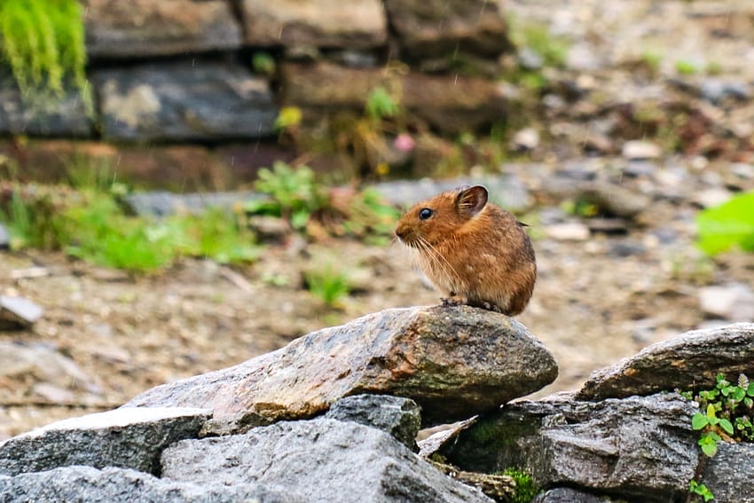 An adorable mountain mouse that lives in the stone wall surrounding the teahouse
