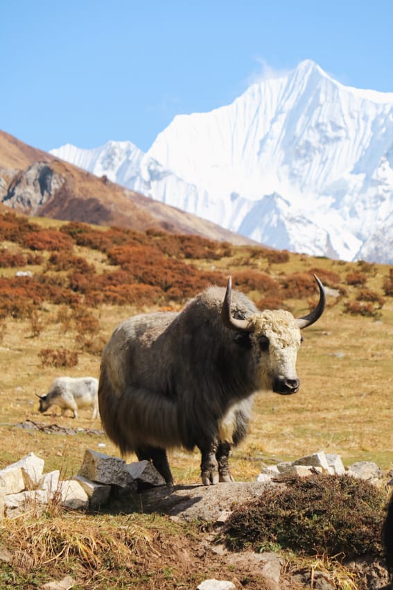 A yak in Kyanjin Gompa, Nepal