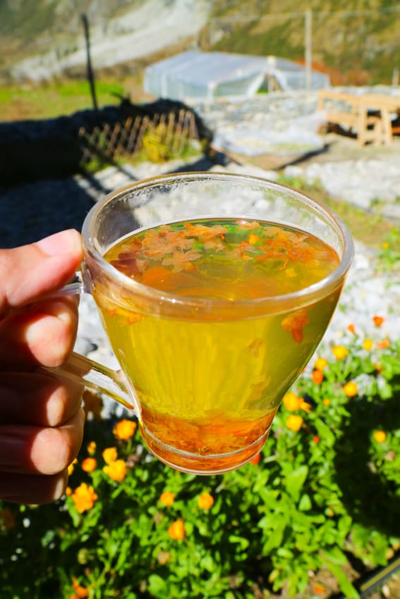 a cup of local Himalayan flower tea