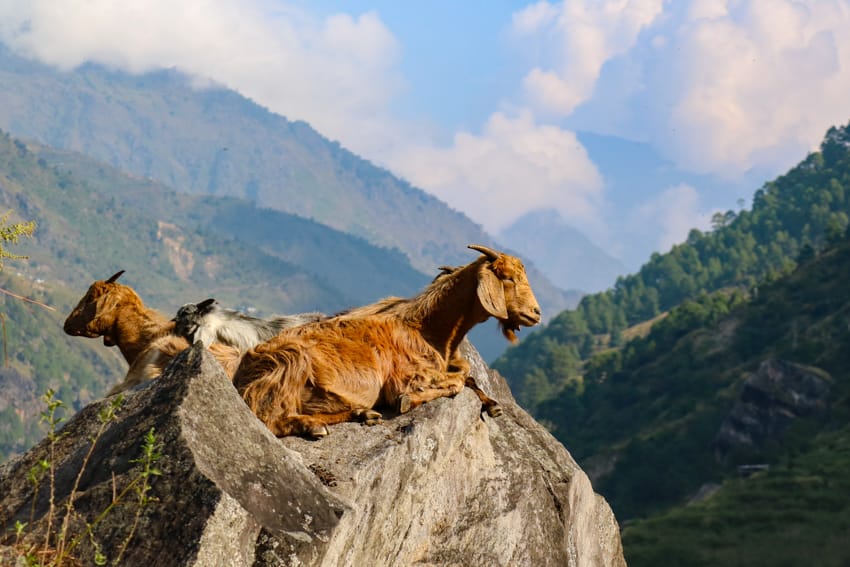 Three goats sit on a rock
