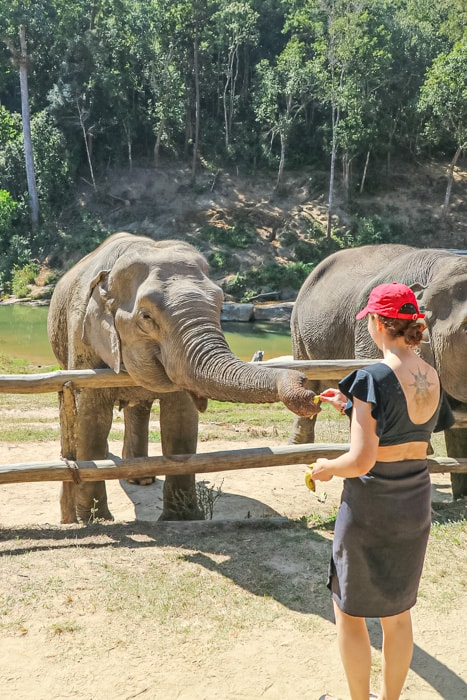 Michelle Della Giovanna feeding an elephant a banana at Into the Wild Elephant Camp
