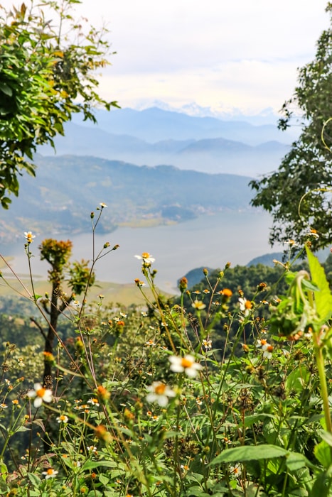Wild flowers grown on a cliff overlooking Phewa Lake along the Panchase Trek Itinerary