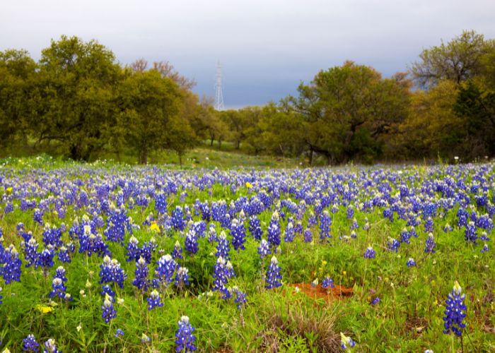 The enchanting cities and breathtaking landscapes of Texas