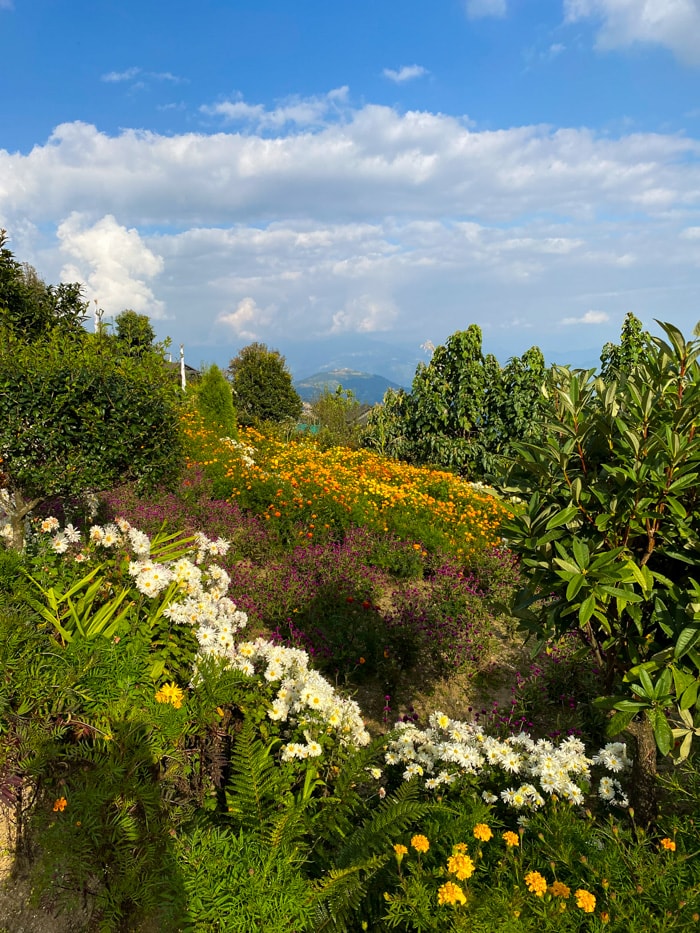 Flower field at Prakriti Resort and Organic Farm on the way to Dhap Dam